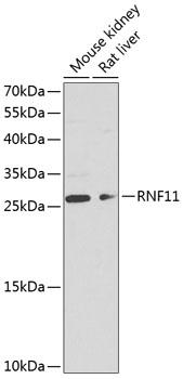 RNF11 Antibody - Western blot analysis of extracts of various cell lines using RNF11 Polyclonal Antibody at dilution of 1:1000.