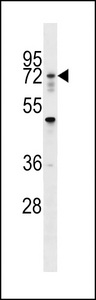 RNF112 / ZNF179 Antibody - RNF112 Antibody western blot of 293 cell line lysates (35 ug/lane). The RNF112 antibody detected the RNF112 protein (arrow).