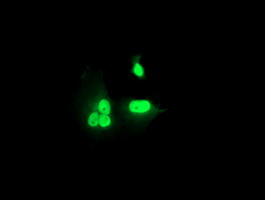 RNF113B Antibody - Anti-RNF113B mouse monoclonal antibody immunofluorescent staining of COS7 cells transiently transfected by pCMV6-ENTRY RNF113B.