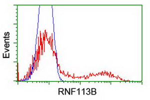 RNF113B Antibody - HEK293T cells transfected with either overexpress plasmid (Red) or empty vector control plasmid (Blue) were immunostained by anti-RNF113B antibody, and then analyzed by flow cytometry.