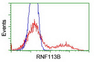 RNF113B Antibody - HEK293T cells transfected with either overexpress plasmid (Red) or empty vector control plasmid (Blue) were immunostained by anti-RNF113B antibody, and then analyzed by flow cytometry.