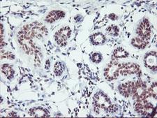 RNF113B Antibody - IHC of paraffin-embedded Human breast tissue using anti-RNF113B mouse monoclonal antibody.
