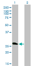 RNF114 / ZNF313 Antibody - Western blot of ZNF313 expression in transfected 293T cell line by ZNF313 monoclonal antibody (M01), clone 4G3-1A10.
