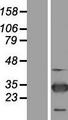 RNF114 / ZNF313 Protein - Western validation with an anti-DDK antibody * L: Control HEK293 lysate R: Over-expression lysate