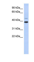 RNF121 Antibody - RNF121 antibody Western blot of Fetal Thymus lysate. This image was taken for the unconjugated form of this product. Other forms have not been tested.