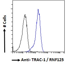 RNF125 / TRAC-1 Antibody - Goat Anti-TRAC-1 / RNF125 Antibody Flow cytometric analysis of paraformaldehyde fixed HeLa cells (blue line), permeabilized with 0.5% Triton. Primary incubation 1hr (10ug/ml) followed by Alexa Fluor 488 secondary antibody (1ug/ml). IgG control: Unimmunized goat IgG (black line) followed by Alexa Fluor 488 secondary antibody.