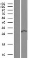 RNF125 / TRAC-1 Protein - Western validation with an anti-DDK antibody * L: Control HEK293 lysate R: Over-expression lysate