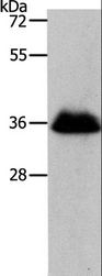 RNF126 Antibody - Western blot analysis of NIH/3T3 cell, using RNF126 Polyclonal Antibody at dilution of 1:1050.