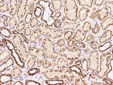 RNF128 / GRAIL Antibody - Immunochemical staining of human RNF128 in human kidney with rabbit polyclonal antibody at 1:100 dilution, formalin-fixed paraffin embedded sections.