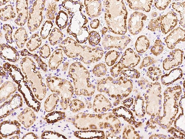 RNF128 / GRAIL Antibody - Immunochemical staining of human RNF128 in human kidney with rabbit polyclonal antibody at 1:100 dilution, formalin-fixed paraffin embedded sections.