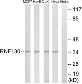 RNF130 Antibody - Western blot analysis of lysates from HeLa, Jurkat, HUVEC, and MCF-7 cells, using RNF130 Antibody. The lane on the right is blocked with the synthesized peptide.