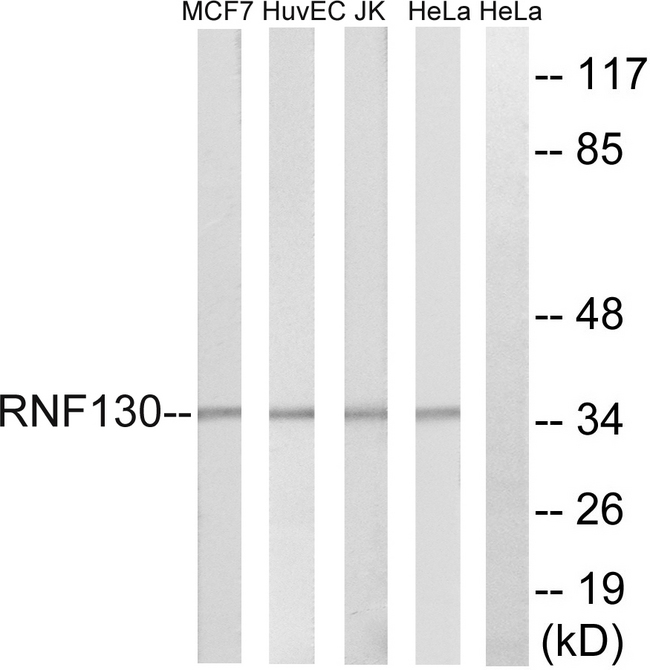 RNF130 Antibody - Western blot analysis of lysates from HeLa, Jurkat, HUVEC, and MCF-7 cells, using RNF130 Antibody. The lane on the right is blocked with the synthesized peptide.