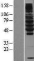 RNF130 Protein - Western validation with an anti-DDK antibody * L: Control HEK293 lysate R: Over-expression lysate