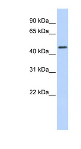 RNF133 Antibody - RNF133 antibody Western blot of Fetal Brain lysate. This image was taken for the unconjugated form of this product. Other forms have not been tested.