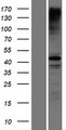 RNF135 Protein - Western validation with an anti-DDK antibody * L: Control HEK293 lysate R: Over-expression lysate