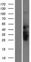 RNF135 Protein - Western validation with an anti-DDK antibody * L: Control HEK293 lysate R: Over-expression lysate