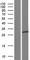 RNF138 Protein - Western validation with an anti-DDK antibody * L: Control HEK293 lysate R: Over-expression lysate