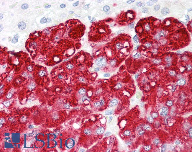 RNF139 / TRC8 Antibody - Anti-RNF139 / TRC8 antibody IHC of human adrenal. Immunohistochemistry of formalin-fixed, paraffin-embedded tissue after heat-induced antigen retrieval. Antibody dilution 5-10 ug/ml. This image was taken for the unconjugated form of this product. Other forms have not been tested.
