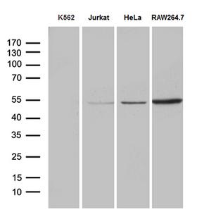 RNF14 / ARA54 Antibody - Western blot analysis of extracts. (35ug) from 4 different cell lines by using anti-RNF14 monoclonal antibody. (1:500)