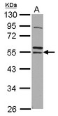 RNF14 / ARA54 Antibody - Sample (30 ug of whole cell lysate) A: IMR32 10% SDS PAGE RNF14 antibody diluted at 1:1000