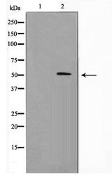RNF14 / ARA54 Antibody - Western blot of RAW264.7 cell lysate using RNF14 Antibody