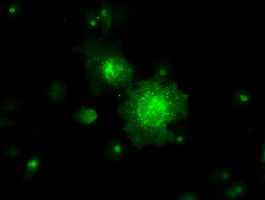 RNF144B Antibody - Anti-RNF144B mouse monoclonal antibody  immunofluorescent staining of COS7 cells transiently transfected by pCMV6-ENTRY RNF144B.