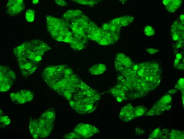 RNF144B Antibody - Immunofluorescent staining of HeLa cells using anti-RNF144B mouse monoclonal antibody.