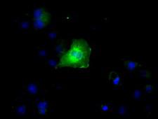 RNF144B Antibody - Anti-RNF144B mouse monoclonal antibody  immunofluorescent staining of COS7 cells transiently transfected by pCMV6-ENTRY RNF144B.