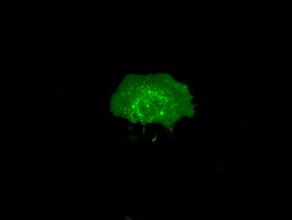 RNF144B Antibody - Anti-RNF144B mouse monoclonal antibody  immunofluorescent staining of COS7 cells transiently transfected by pCMV6-ENTRY RNF144B.