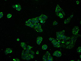 RNF144B Antibody - Immunofluorescent staining of HeLa cells using anti-RNF144B mouse monoclonal antibody.