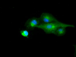 RNF144B Antibody - Anti-RNF144B mouse monoclonal antibody  immunofluorescent staining of COS7 cells transiently transfected by pCMV6-ENTRY RNF144B.