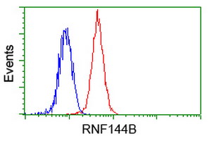 RNF144B Antibody - Flow cytometry of HeLa cells, using anti-RNF144B antibody, (Red) compared to a nonspecific negative control antibody (Blue).