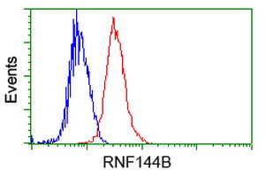 RNF144B Antibody - Flow cytometry of Jurkat cells, using anti-RNF144B antibody, (Red) compared to a nonspecific negative control antibody (Blue).