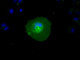 RNF144B Antibody - Anti-RNF144B mouse monoclonal antibody  immunofluorescent staining of COS7 cells transiently transfected by pCMV6-ENTRY RNF144B.