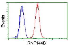 RNF144B Antibody - Flow cytometry of HeLa cells, using anti-RNF144B antibody, (Red) compared to a nonspecific negative control antibody (Blue).