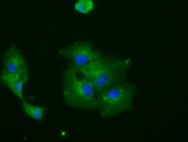 RNF144B Antibody - Anti-RNF144B mouse monoclonal antibody  immunofluorescent staining of COS7 cells transiently transfected by pCMV6-ENTRY RNF144B.