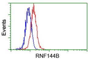 RNF144B Antibody - Flow cytometry of HeLa cells, using anti-RNF144B antibody, (Red) compared to a nonspecific negative control antibody (Blue).