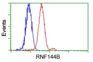 RNF144B Antibody - Flow cytometry of HeLa cells, using anti-RNF144B antibody, (Red) compared to a nonspecific negative control antibody (Blue).