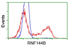 RNF144B Antibody - HEK293T cells transfected with either pCMV6-ENTRY RNF144B (Red) or empty vector control plasmid (Blue) were immunostained with anti-RNF144B mouse monoclonal, and then analyzed by flow cytometry.