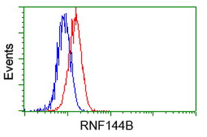 RNF144B Antibody - Flow cytometry of HeLa cells, using anti-RNF144B antibody, (Red) compared to a nonspecific negative control antibody (Blue).