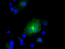 RNF144B Antibody - Anti-RNF144B mouse monoclonal antibody  immunofluorescent staining of COS7 cells transiently transfected by pCMV6-ENTRY RNF144B.