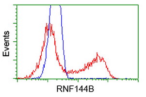 RNF144B Antibody - HEK293T cells transfected with either pCMV6-ENTRY RNF144B (Red) or empty vector control plasmid (Blue) were immunostained with anti-RNF144B mouse monoclonal, and then analyzed by flow cytometry.