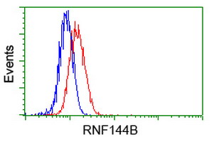 RNF144B Antibody - Flow cytometry of HeLa cells, using anti-RNF144B antibody, (Red) compared to a nonspecific negative control antibody (Blue).