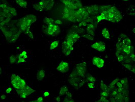 RNF144B Antibody - Immunofluorescent staining of HepG2 cells using anti-RNF144B mouse monoclonal antibody.