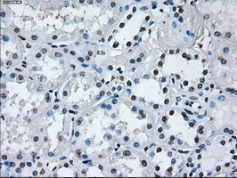 RNF144B Antibody - IHC of paraffin-embedded Kidney tissue using anti-RNF144B mouse monoclonal antibody. (Dilution 1:50).
