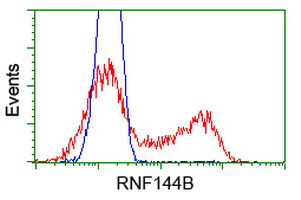 RNF144B Antibody - HEK293T cells transfected with either pCMV6-ENTRY RNF144B (Red) or empty vector control plasmid (Blue) were immunostained with anti-RNF144B mouse monoclonal, and then analyzed by flow cytometry.