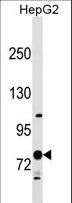 RNF145 Antibody - RNF145 Antibody western blot of HepG2 cell line lysates (35 ug/lane). The RNF145 antibody detected the RNF145 protein (arrow).