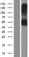 RNF150 Protein - Western validation with an anti-DDK antibody * L: Control HEK293 lysate R: Over-expression lysate