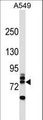 RNF157 Antibody - RNF157 Antibody western blot of A549 cell line lysates (35 ug/lane). The RNF157 antibody detected the RNF157 protein (arrow).