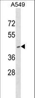 RNF165 Antibody - RNF165 Antibody western blot of A549 cell line lysates (35 ug/lane). The RNF165 antibody detected the RNF165 protein (arrow).